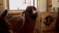 Almresort Frühauf – Alpakas & Friends