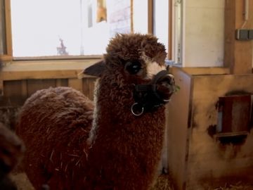 Almresort Frühauf – Alpakas & Friends