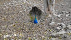 Erlebnishof Tschabitscher | Tiere am Hof