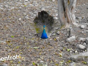 Erlebnishof Tschabitscher | Tiere am Hof