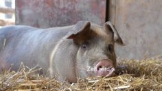 Familienspaß Schweinewaschen – Hotel Gartnerkofel