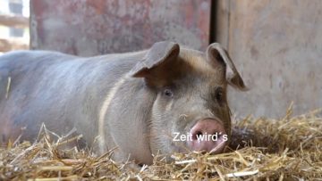 Familienspaß Schweinewaschen – Hotel Gartnerkofel