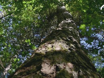 Holzbau Unterrainer – Holzbau ist unsere Leidenschaft