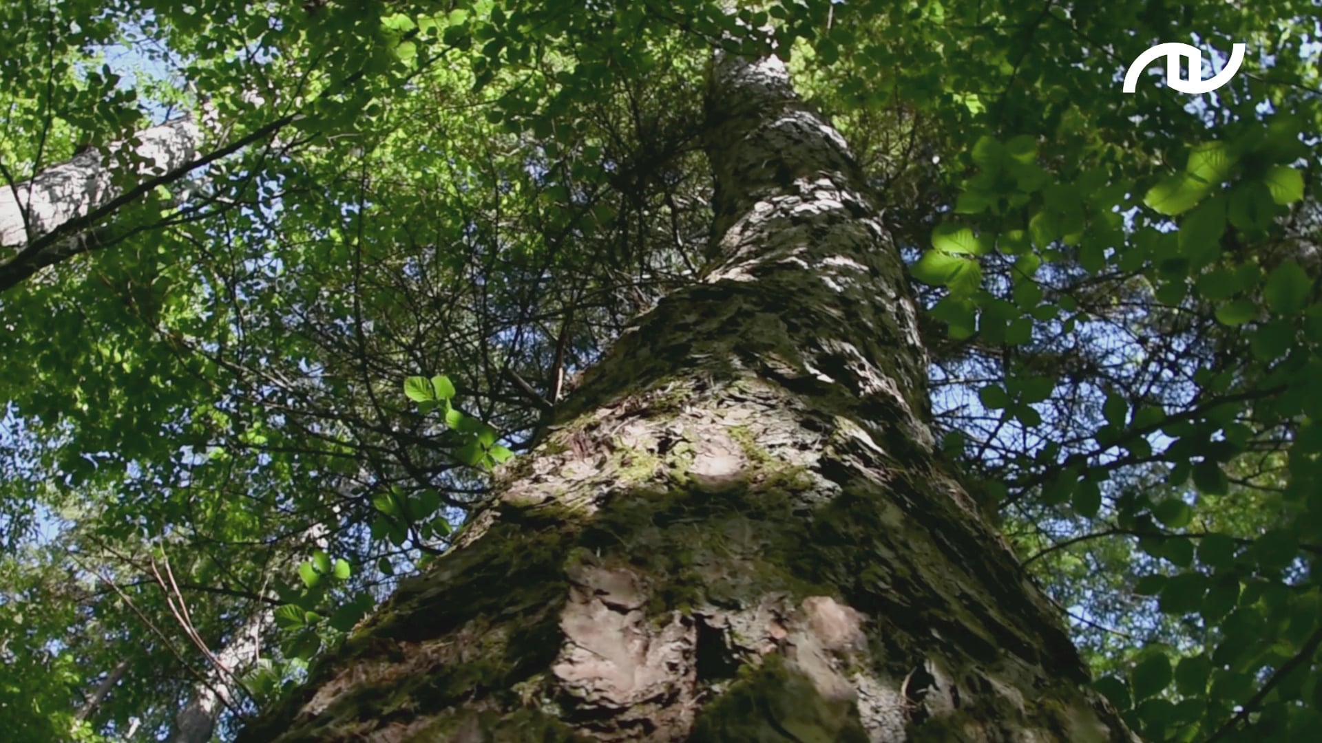 Holzbau Unterrainer - Holzbau ist unsere Leidenschaft