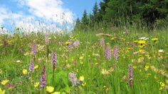 impression-karnische-energie