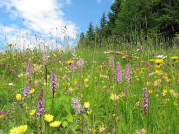 impression-karnische-energie