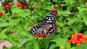 Privat: Gärten mit Esprit – Andreas Wieser