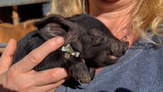 Tussnelda – Das Alpenschwein-Baby