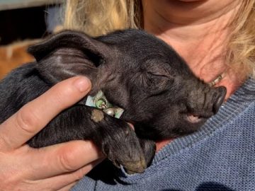 Tussnelda – Das Alpenschwein-Baby